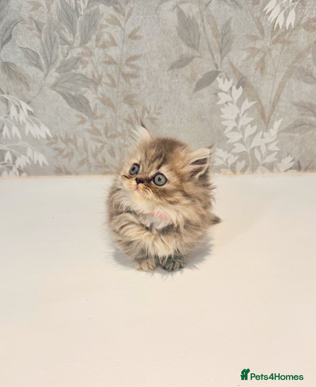 Munchkin cats for sale: 2 tiny legged rug hugger Persian munchkins - Image 5