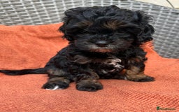 Shihpoo dogs for sale: Fluffy ShihPoo puppies - Image 12