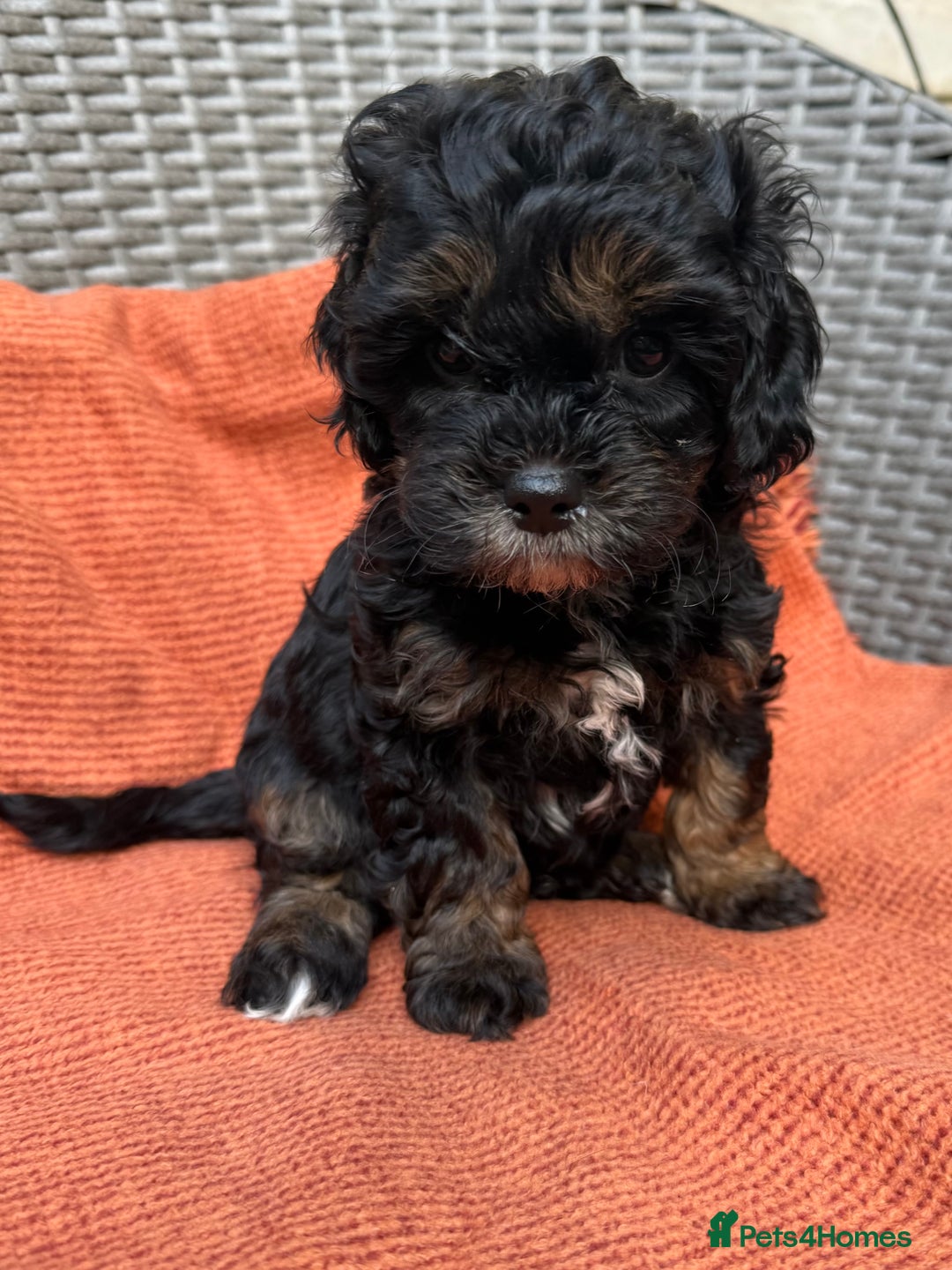 Shihpoo dogs for sale: Fluffy ShihPoo puppies - Image 12