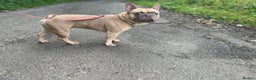 French Bulldog dogs for stud: Kc reg Lilac and fawn for stud -proven in Darvel - Advert 2
