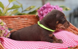 Dachshund dogs for sale: KC Miniature dachshunds puppies  - Image 6