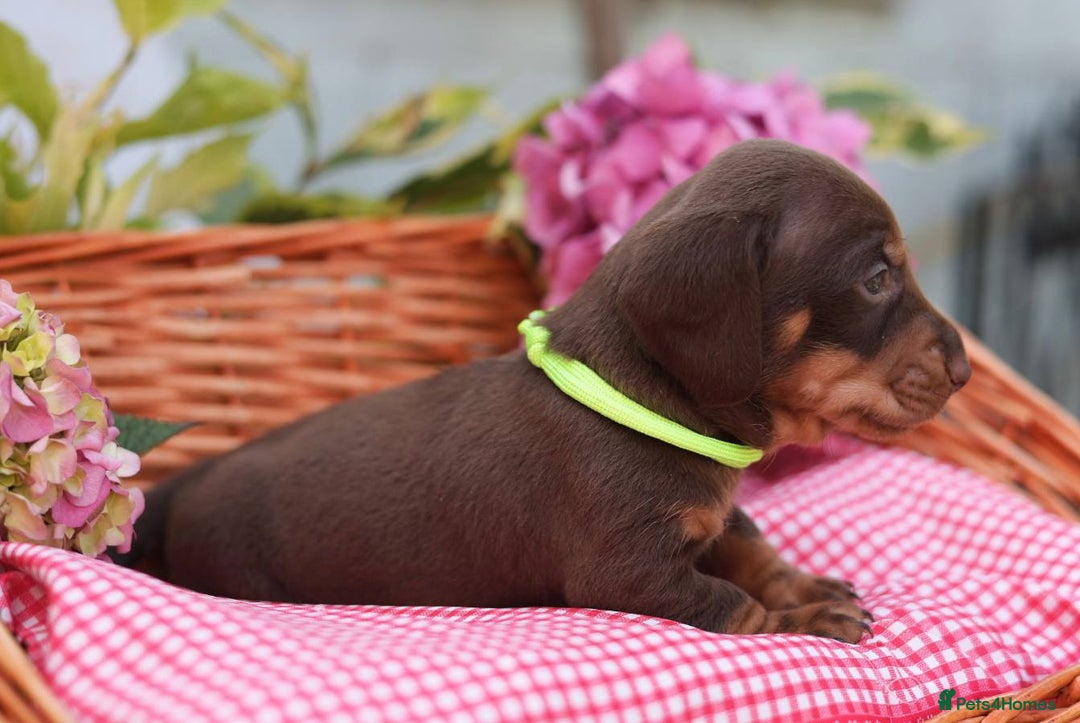 Dachshund dogs for sale: KC Miniature dachshunds puppies  - Image 6
