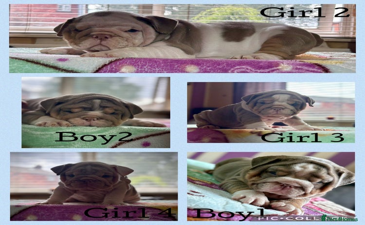 English Bulldog dogs - Advert 1