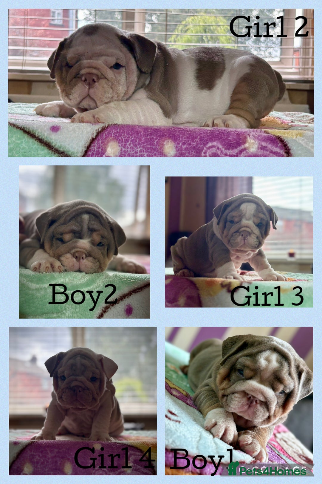 English Bulldog dogs for sale: Mr muscles pup 7 weeks old ready to go 28th  - Image 1