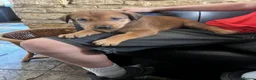 Mixed Breed dogs for sale: Dobermann  - Advert 16