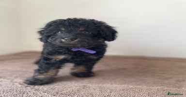 Cavapoo dogs - Advert 3