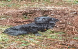 Cocker Spaniel dogs for sale: 5 BEAUTIFUL COCKER SPANIEL KC REG PUPPIES - Image 14
