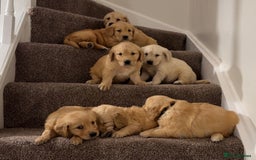 Golden Retriever dogs for sale: PEDIGREE HEALTH TESTED GOLDEN RETRIVER PUPPIES KC - Image 9