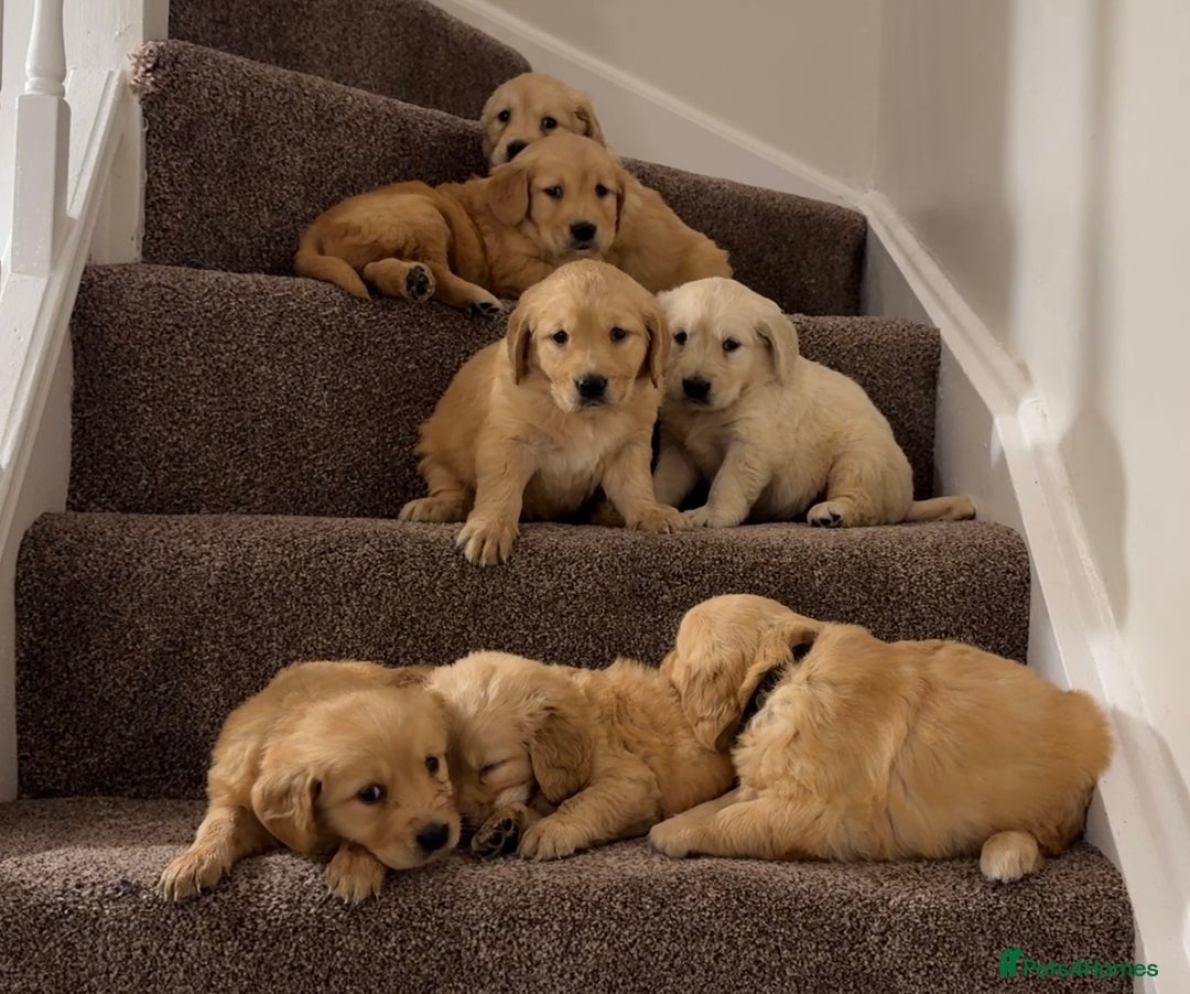 Golden Retriever dogs for sale: PEDIGREE HEALTH TESTED GOLDEN RETRIVER PUPPIES KC - Image 9