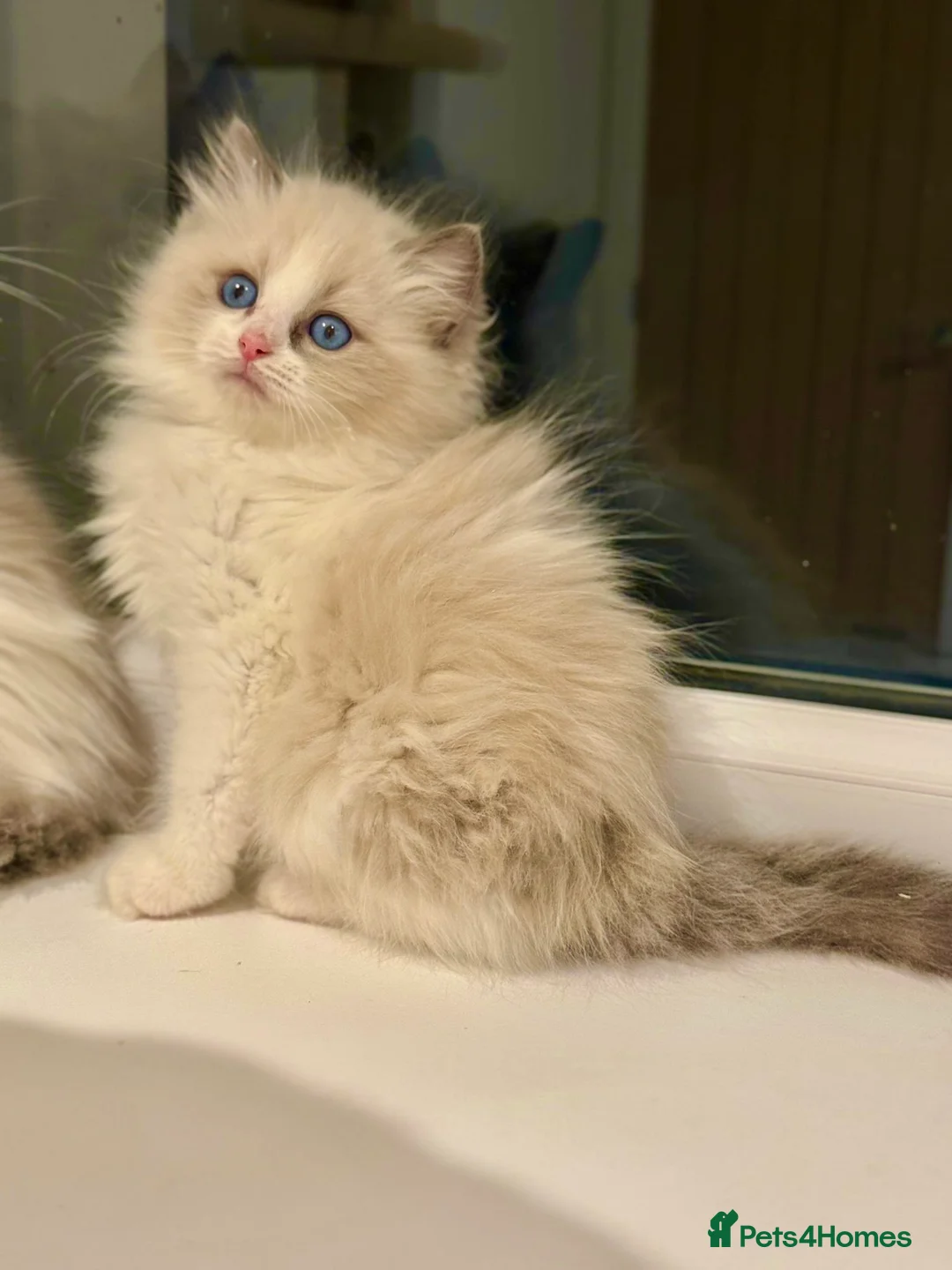 Ragdoll cats for sale: Beautiful Ragdoll Kittens  - Advert 13