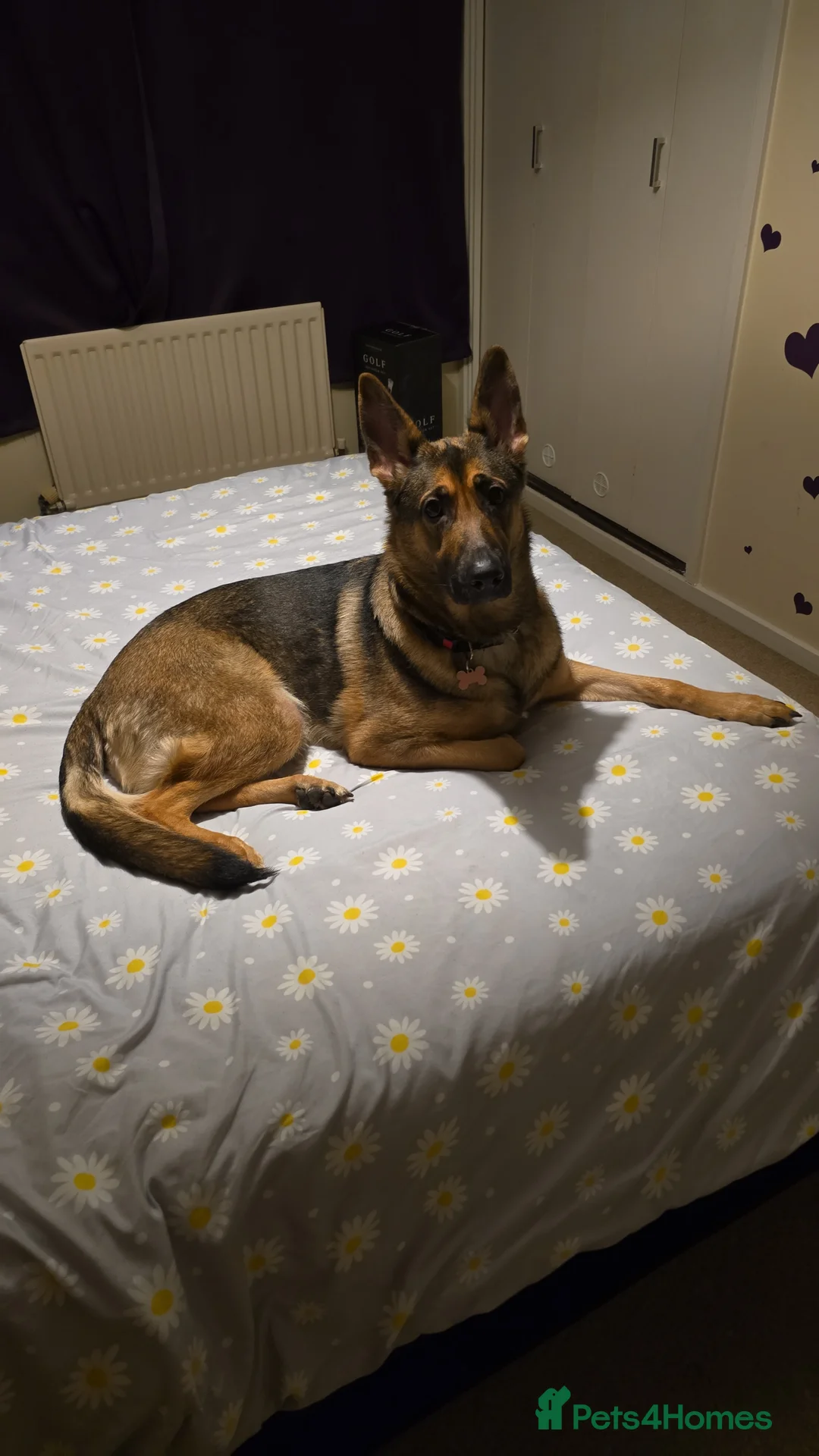 German Shepherd dogs for sale: Bella  - Advert 1