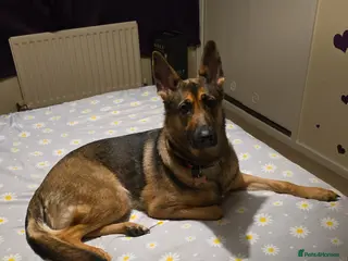 German Shepherd dogs Bella - Advert 1