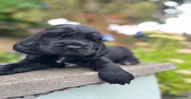 Cocker Spaniel dogs - Advert 3