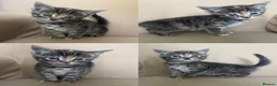 Mixed Breed cats for sale: 6 beautiful kittens  - Advert 7