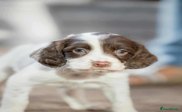 English Springer Spaniel dogs - Advert 7