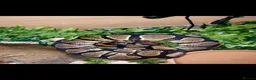 Python Snake reptiles for sale: Royal Python  - Advert 9