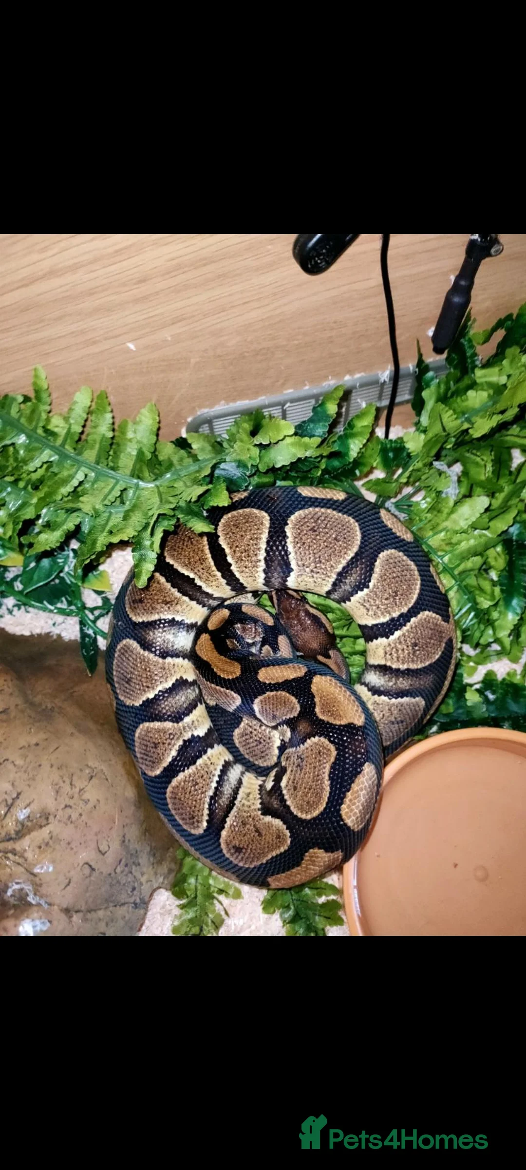 Python Snake reptiles for sale: Royal Python  - Advert 9