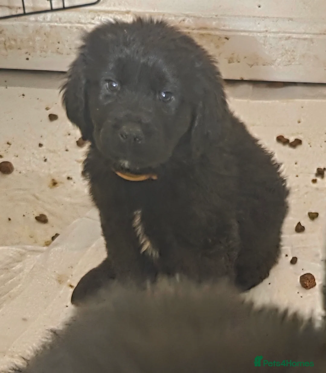 Mixed Breed dogs for sale: Gorgeous St Bernewfie Puppies  - Advert 5