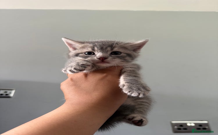 Domestic Shorthair cats - Advert 1