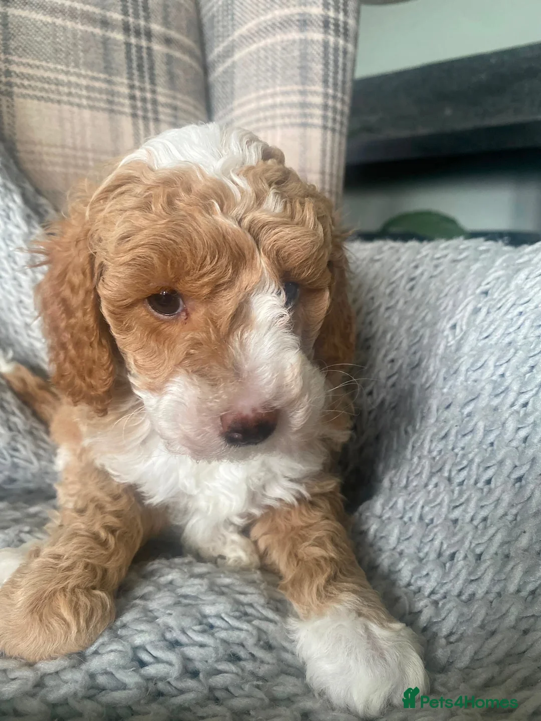 Miniature Poodle dogs for sale: Beautiful apricot and white miniature poodle girl in Ayr - Advert 6