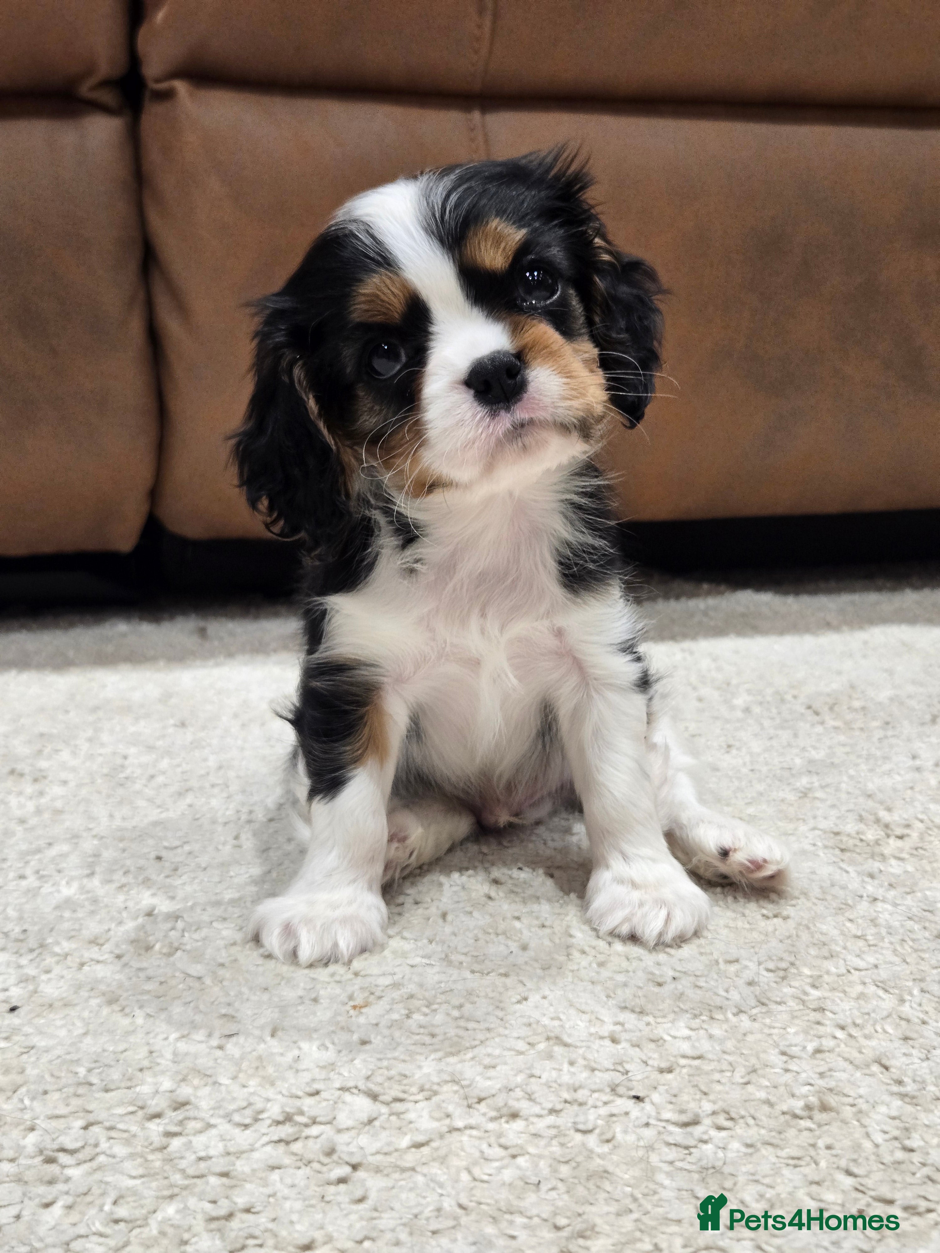 Cavalier King Charles Spaniel dogs READY NOW KC Reg fully health tested parents  - Advert 1