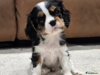 Cavalier King Charles Spaniel dogs READY NOW KC Reg fully health tested parents - Advert 1