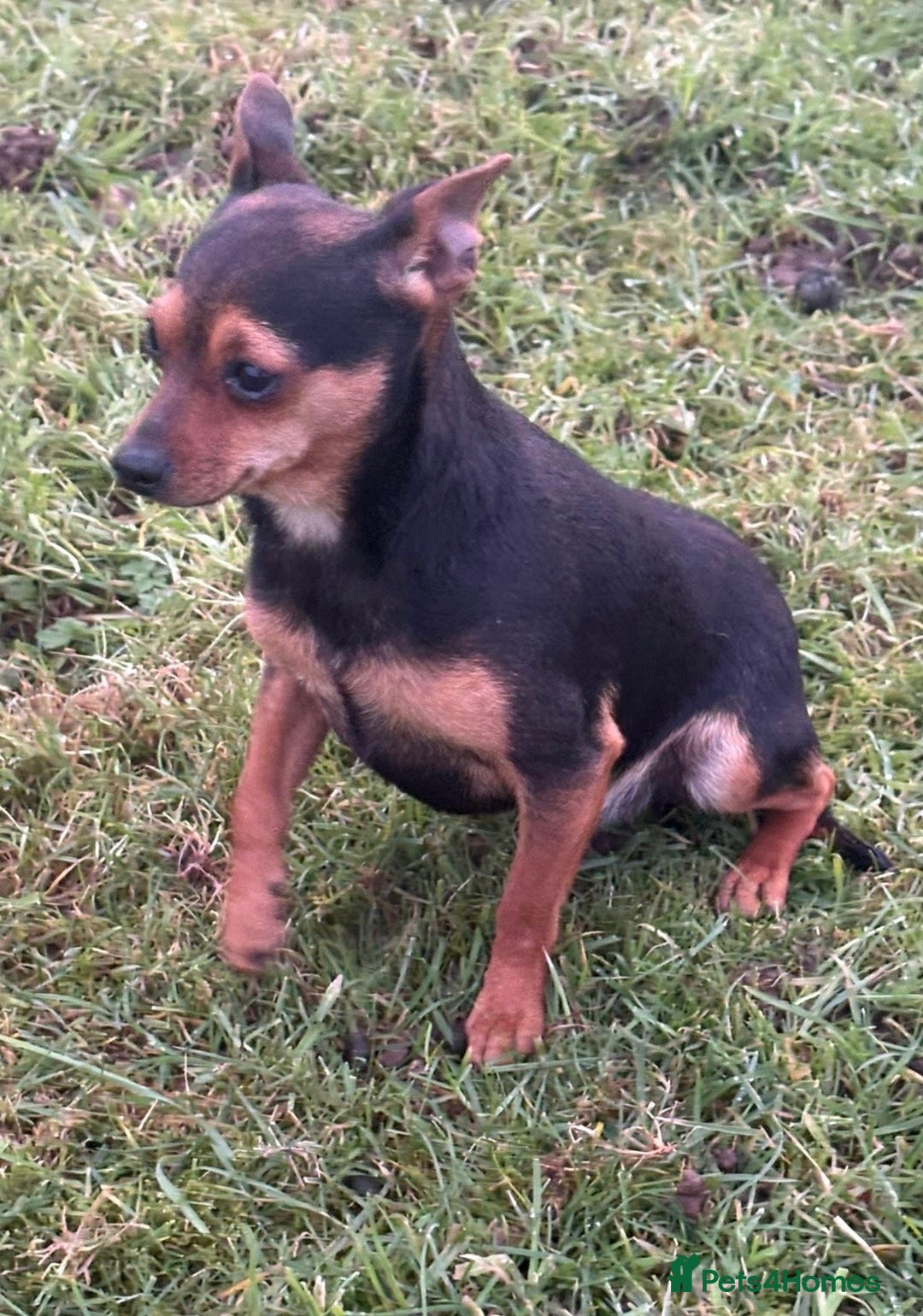 Mixed Breed dogs for sale: Jack russel - Advert 3