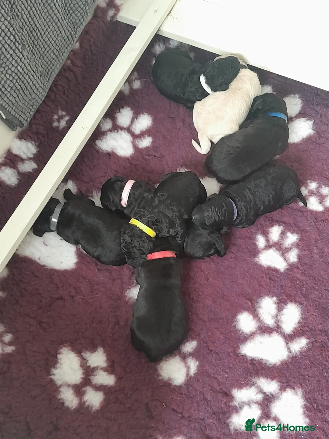 Goldendoodle dogs for sale: Goldendoodle puppies for sale - Advert 2