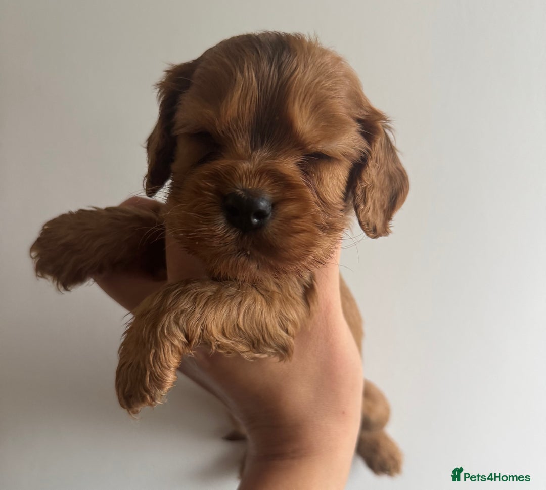 Cockalier dogs for sale: Beautiful f1 fully health tested cockaliers - Image 2