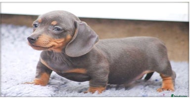 Dachshund dogs - Advert 12