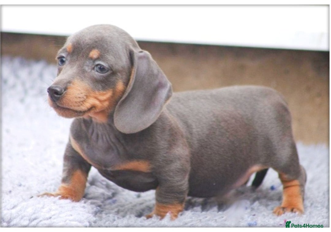 Dachshund dogs for sale: BLUE DAPPLE FEMALE AVAILABLE READY NOW  - Image 1