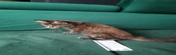 Maine Coon cats for sale: TICA REG. MAINE COON KITTENS  - Advert 20