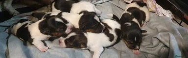 Jack Russell 4