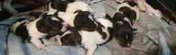 Jack Russell dogs for sale: GORGEOUS TRI-COLOURED JACK RUSSELL PUPPIES - Advert 12