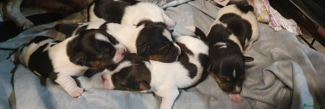 Jack Russell dogs for sale: GORGEOUS TRI-COLOURED JACK RUSSELL PUPPIES - Advert 12