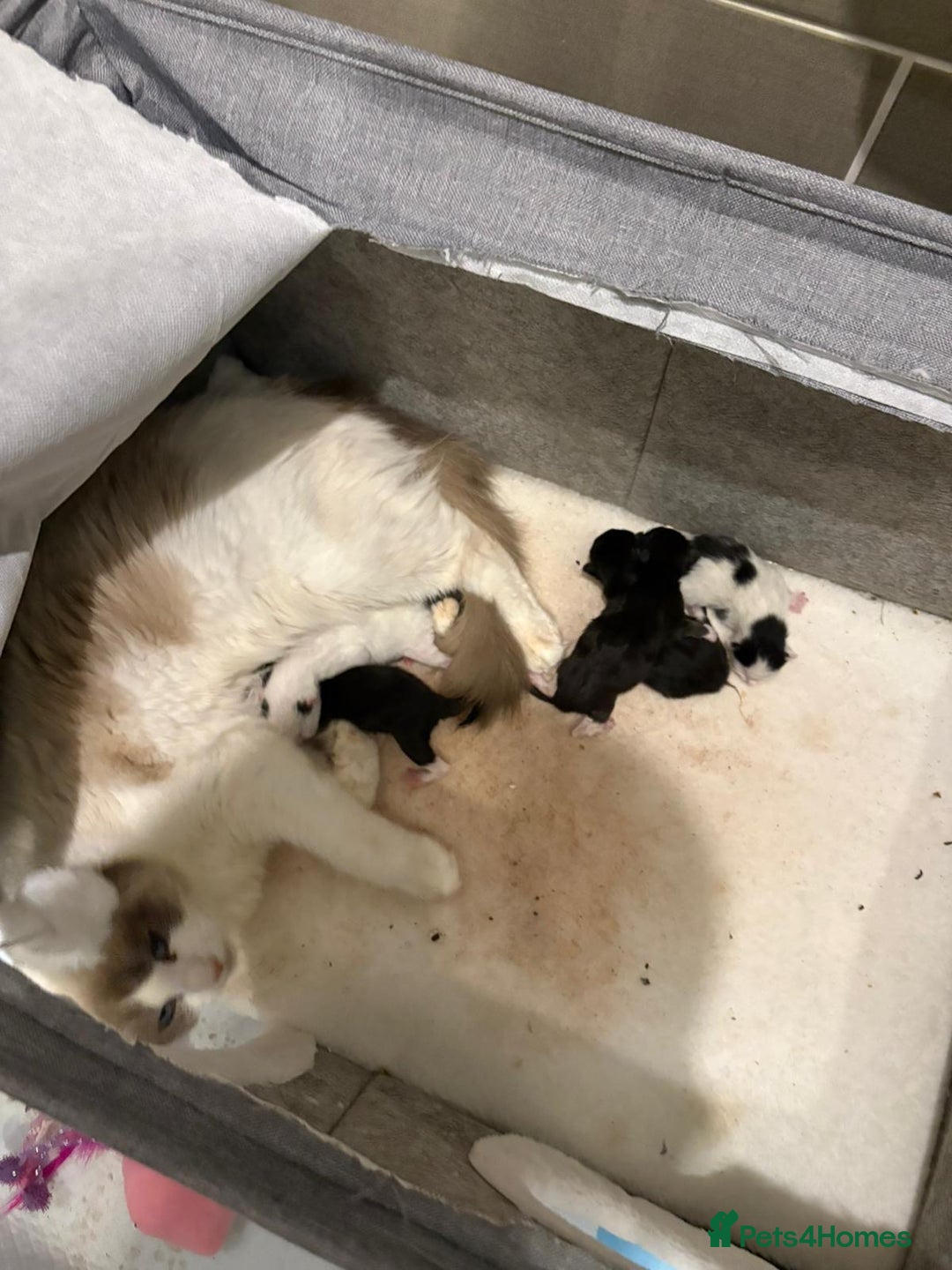 Ragdoll cats for sale: Tuxedo Ragdoll mix kittens - Image 8