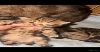 Mixed Breed cats - Advert 10