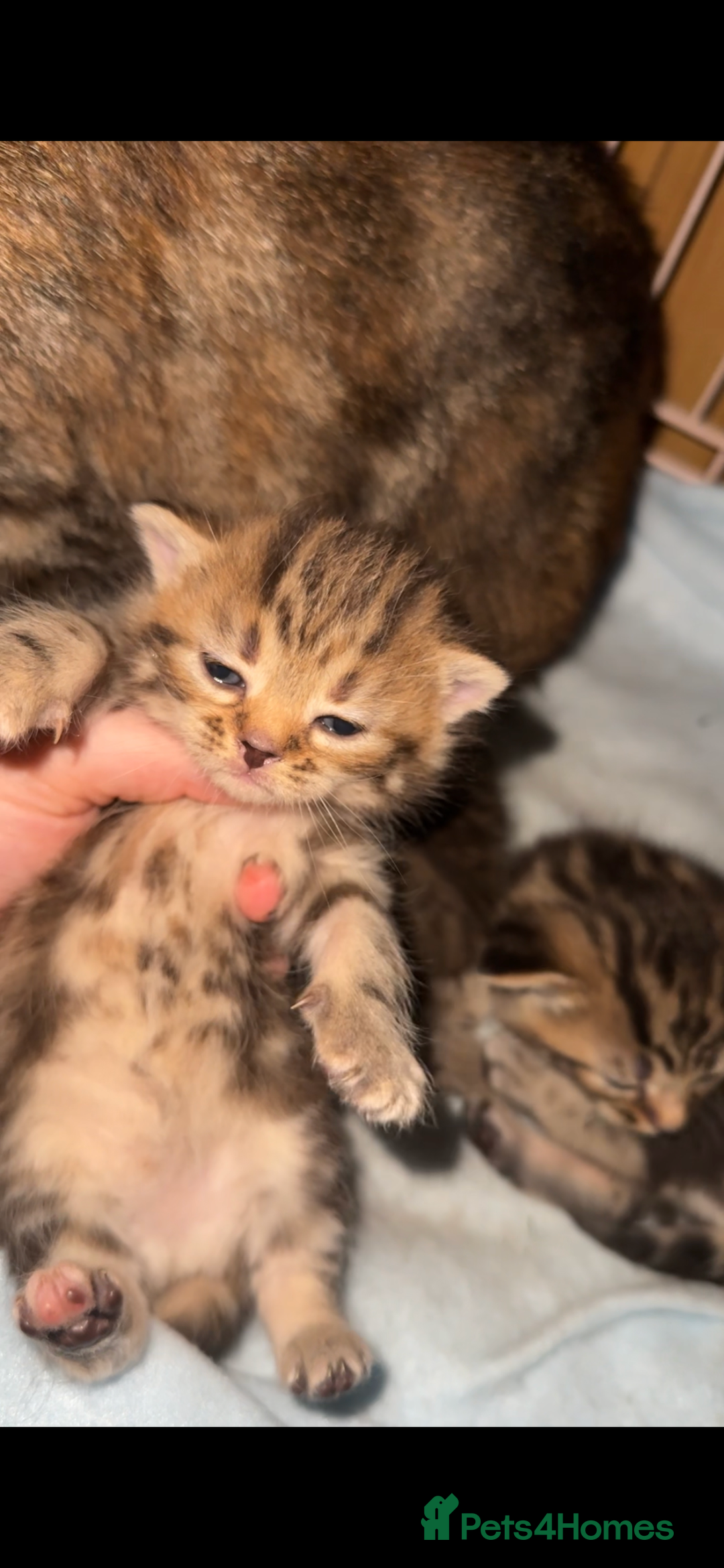 Mixed Breed cats for sale: Kittens, stunning litter of fur babies  - Image 2