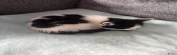 Mixed Breed cats for sale: 3 cats and 3kittens - Advert 4