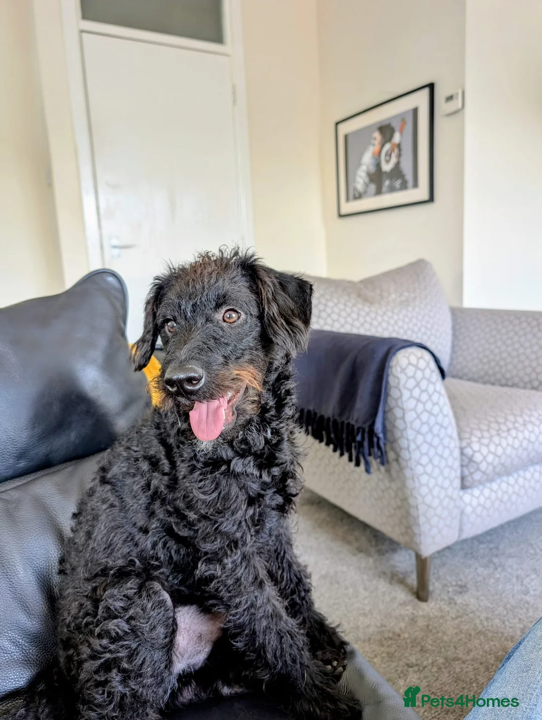 Mixed Breed dogs for sale:  Free to loving new home 16mth old male Patterpoo - Advert 1