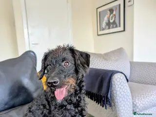 Mixed Breed dogs Free to loving new home 16mth old male Patterpoo - Advert 5