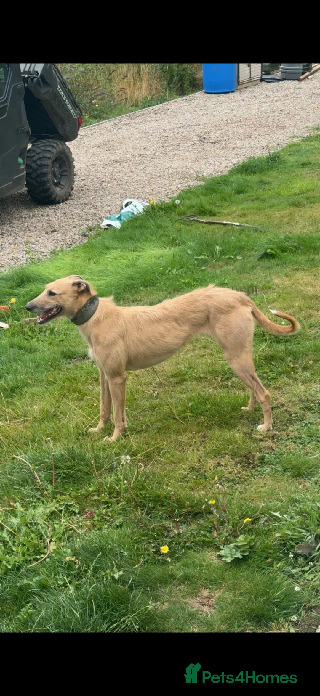 Lurcher dogs for sale: Lurcher pups - Advert 2