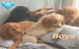 Cocker Spaniel dogs for sale: 🐶PRA FA HEALTH TESTED Show Cocker Spaniels Ready - Image 1