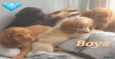 Cocker Spaniel dogs - Advert 8