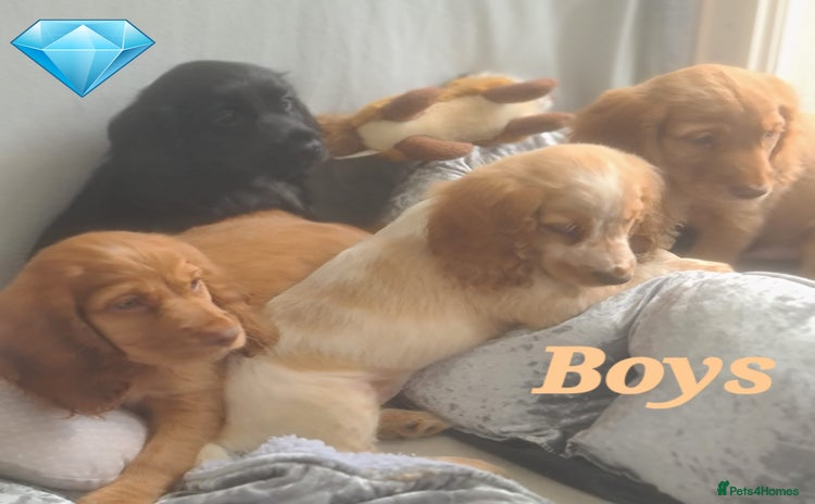 Cocker Spaniel dogs - Advert 3
