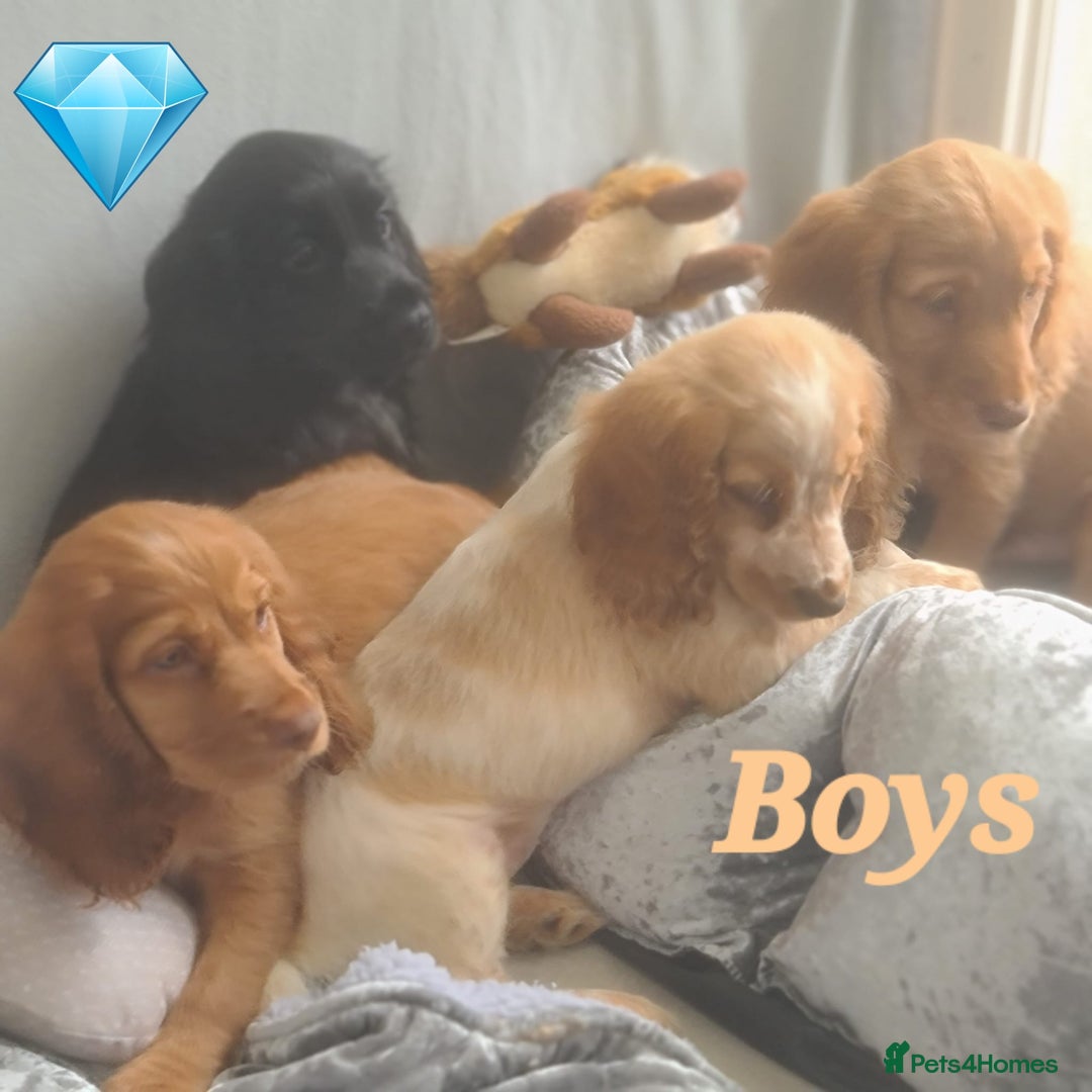Cocker Spaniel dogs for sale: 🐶PRA FA HEALTH TESTED Show Cocker Spaniels Ready - Image 1