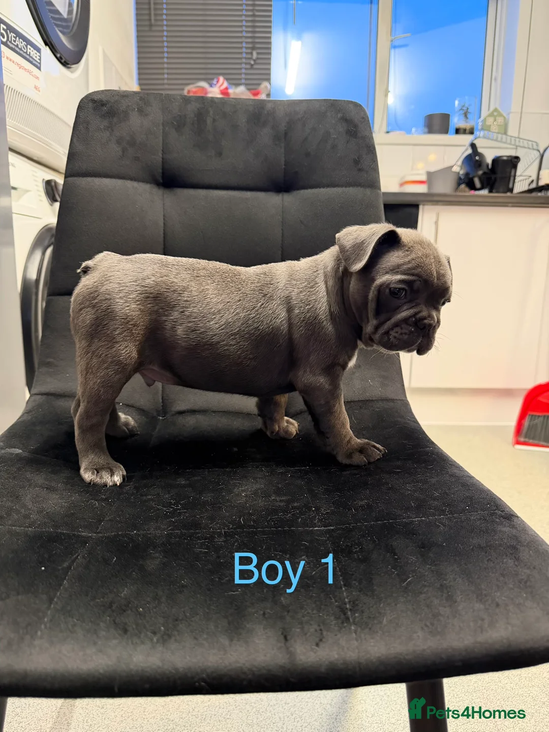 French Bulldog dogs for sale: FrenchBulldog Puppies  - Advert 4