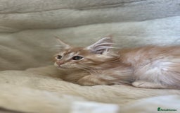 Maine Coon cats for sale: Stunning Mainecoon kittens  - Image 11