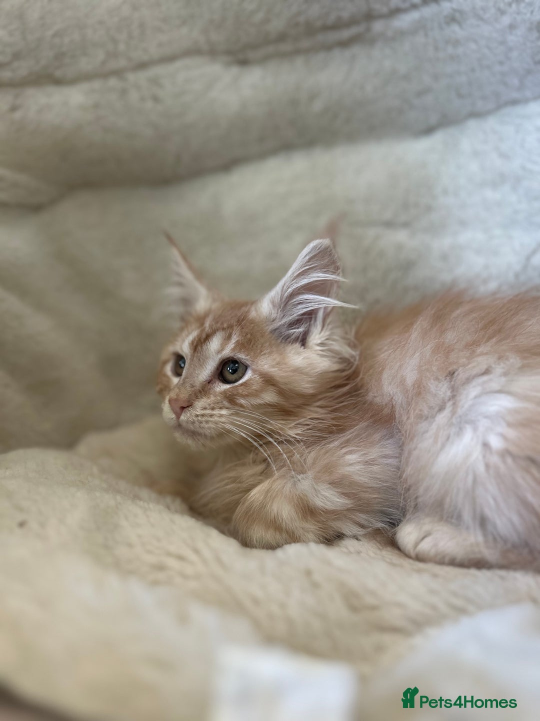 Maine Coon cats for sale: Stunning Mainecoon kittens  - Image 11