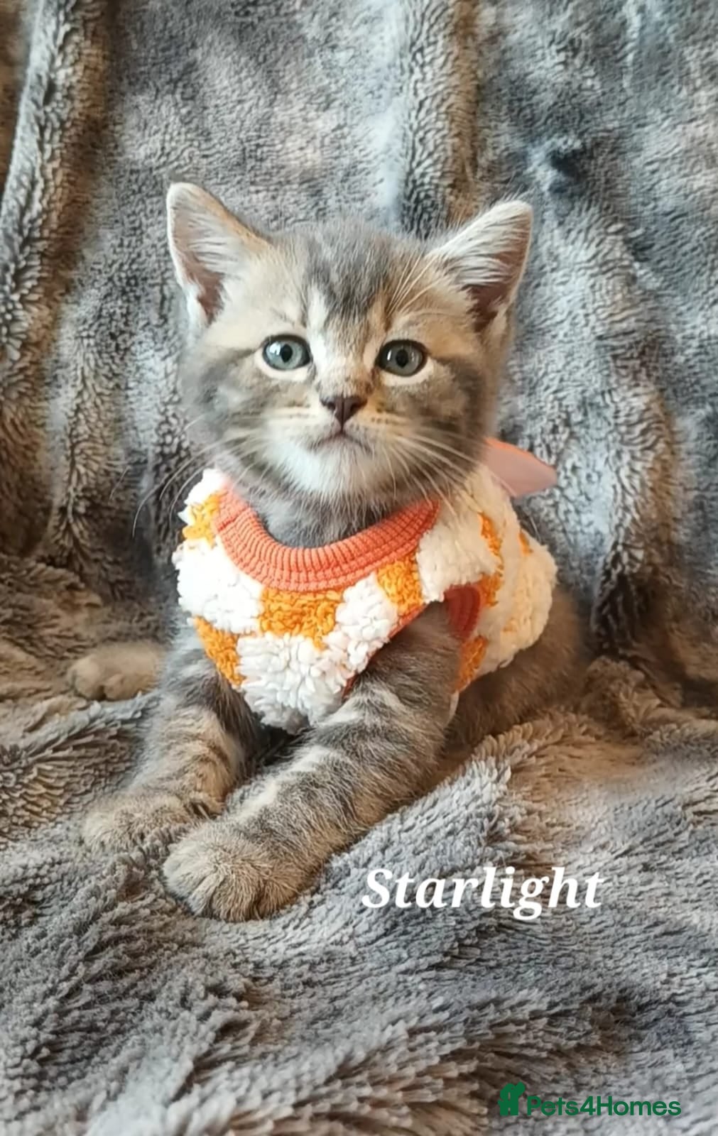 British Shorthair cats British shorthair babies  - Advert 16